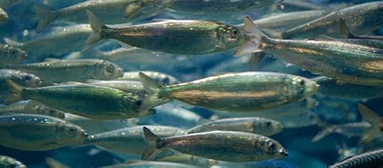 A shoal of herring