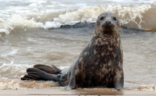 Grey Seal by Jack Dent