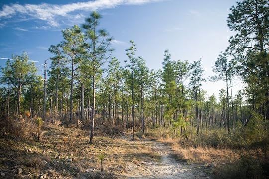 Kisatchie National Forest Louisiana trees