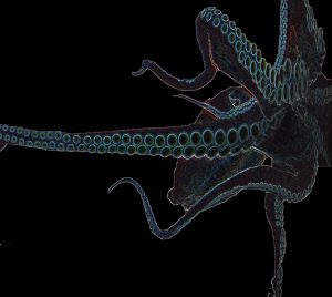 Glowing Octopus by ccarlstead, flickr