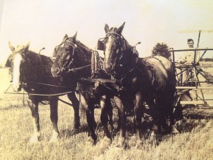 Team of Horses
