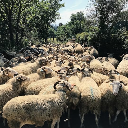 bordaleira da serra da estrela