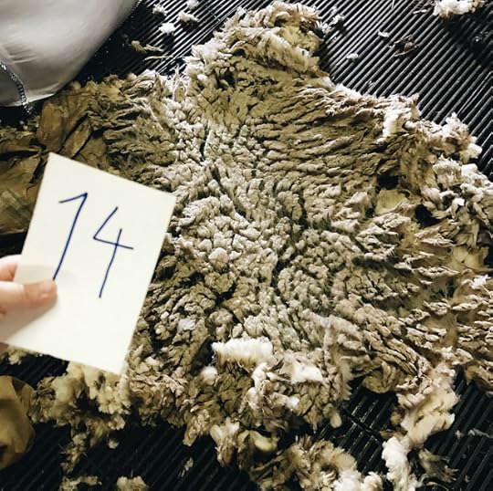 bordaleira da serra da estrela