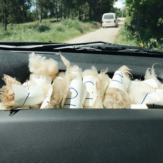 bordaleira da serra da estrela