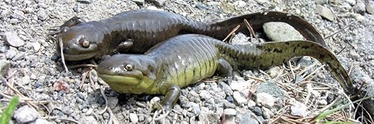 Western Tiger salamanders