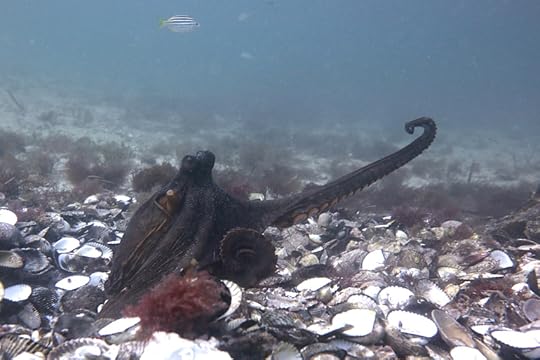 Space octo_7121 cmp2