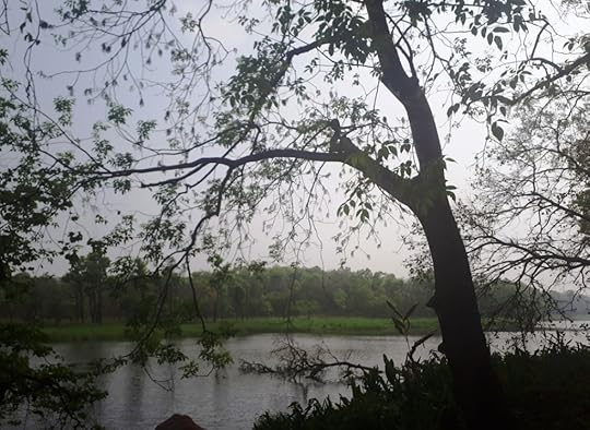 Amazing leaf patterns in the trees