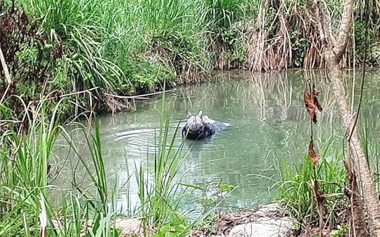 An Indian rhinoceros in the water