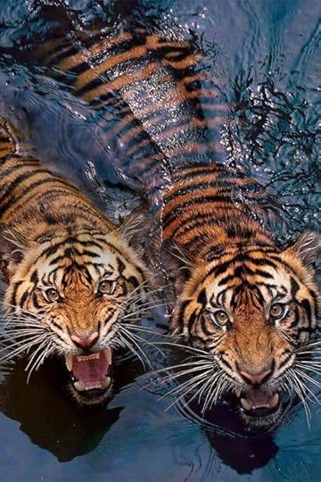 Tigers in Chitwan. Wikimedia Commons image by The China Room, CC-BY-SA 3.0 (2016)