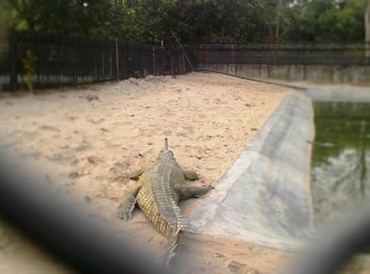A gharial in the Chitwan National Park’s Gharial Breeding Centre— you can just see the narrow snout