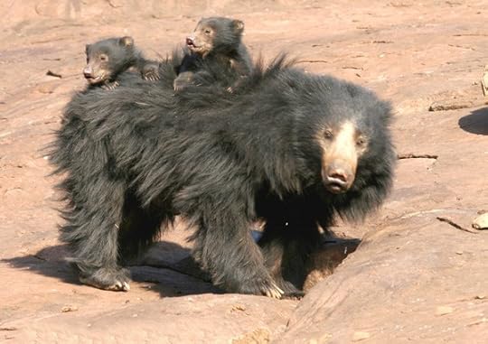 Sloth bear with cubs. Wikimedia Commons image by Samadkottur, CC-BY-SA 4.0 (2007)