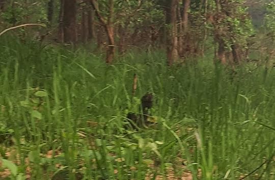 The closest I got to a sloth bear: I think you can just vaguely see it.
