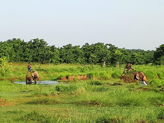 Government elephants used by the Nepalese Army