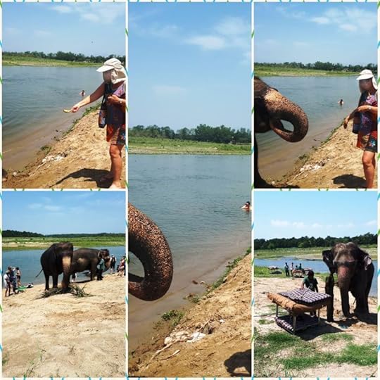 Feeding the elephants