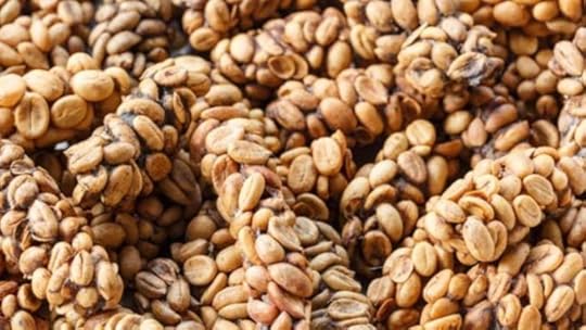 merilin-taimre-paljas-porgand-saku-läte-kohv-tervis-10-huvitavat-uu-põnevat-fakti-espresso