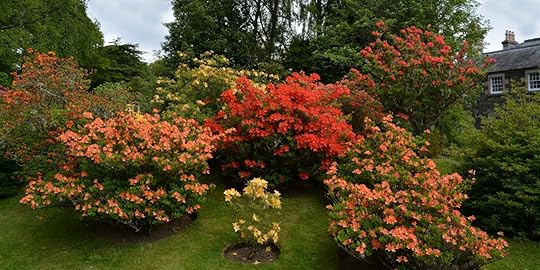 Rhododendrons