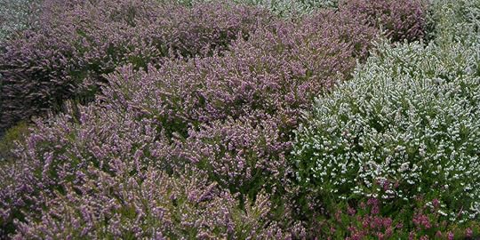 Scottish Heather