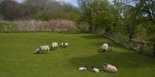 Sheep on the hills of Durisdeer