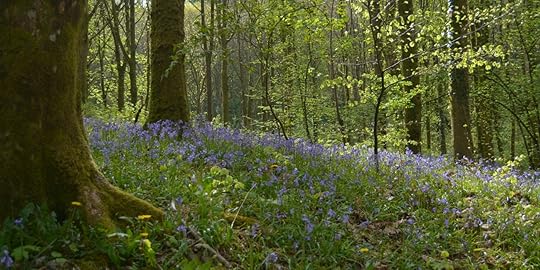 Scottish Bluebells at Cally Palace
