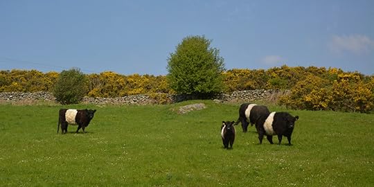 Belted Galloways | 