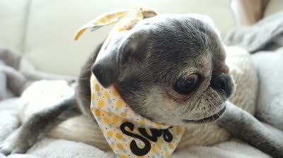 Suji sofa copy