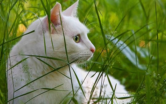 Image result for white cat in grass