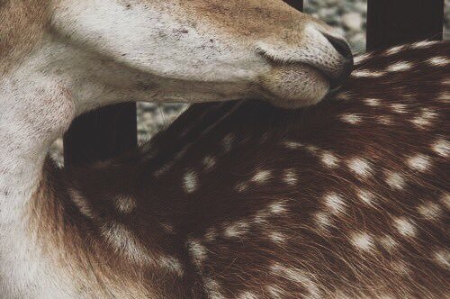 Image result for fawn aesthetic