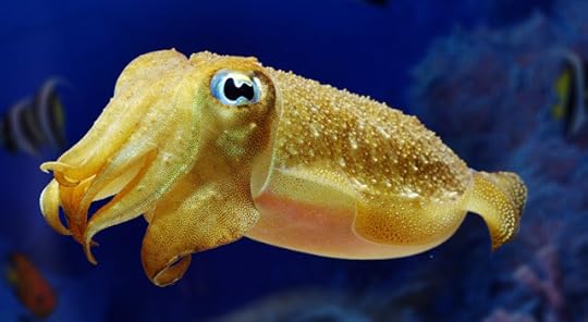 More like cuddlefish amirite