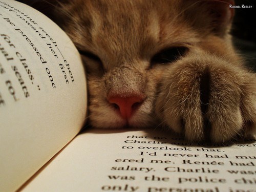 Image result for books cats