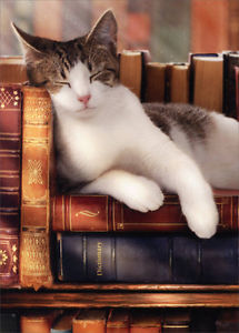 Image result for books cats