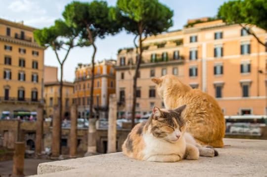 best places in the world for cats