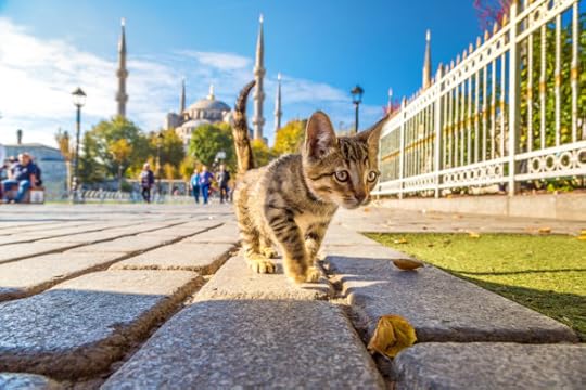 Best places in the world for cats