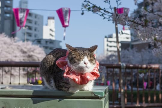 best places in the world for cats