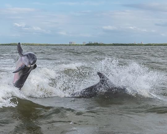 Dolphins Fort Myers Sanibel Florida