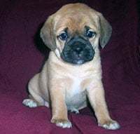 an apricot puggle puppy