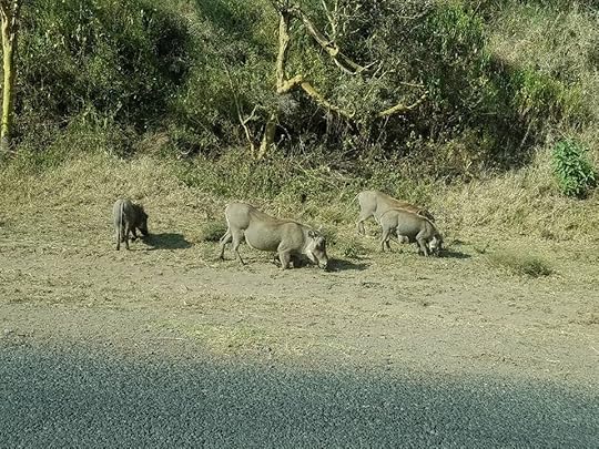  photo 13645115_10153921354141443_3663269061789989507_n_zpskh6p6dog.jpg