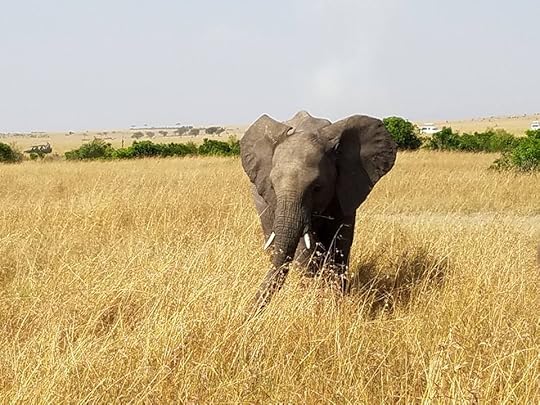  photo 13892159_10153936991846443_7739174497366967860_n_zpskqzff28t.jpg