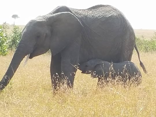  photo 13886501_10153936578226443_3492631390007703756_n_zps7ujbgxmd.jpg