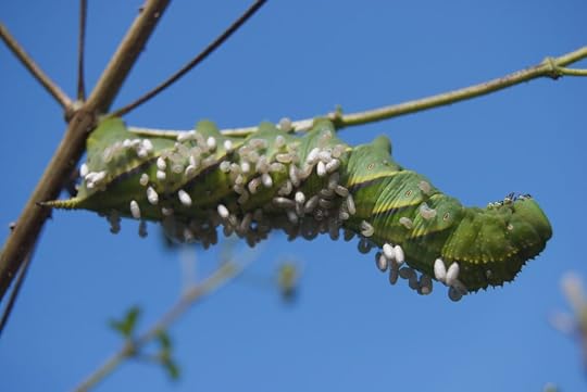 MGK Parasitic Wasp Eggs on Caterpillar