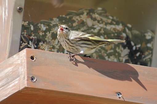 Bird, Nature, Outdoors, Animal, Wildlife