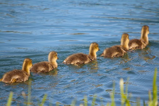 animals-737407__340.jpg