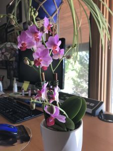 pink orchid in pot