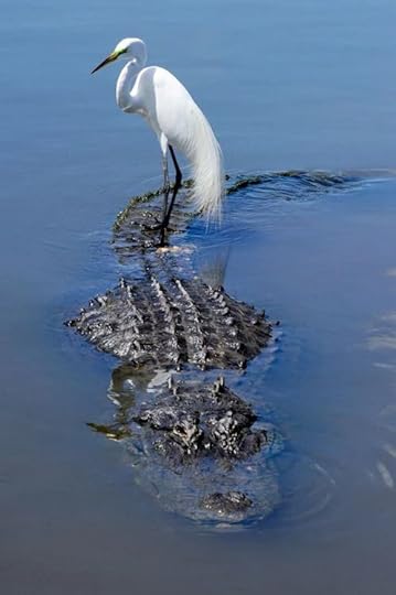  photo bird45_zpsulohkj6g.jpg