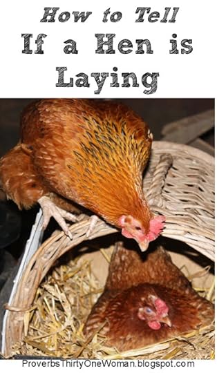 How Can I Tell if My Hen is Laying
