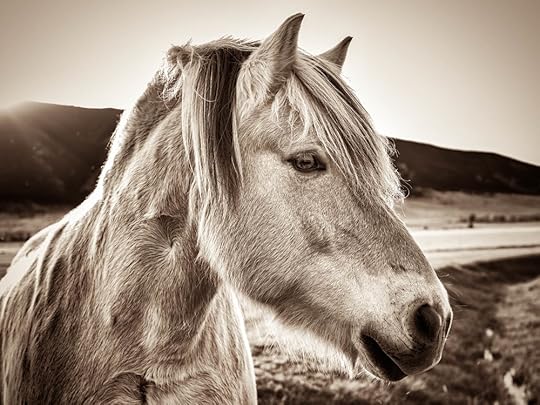 horse head Sozinho Imagery