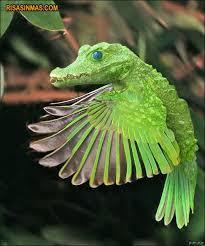  photo wings ultra_zpsapmncznf.jpg