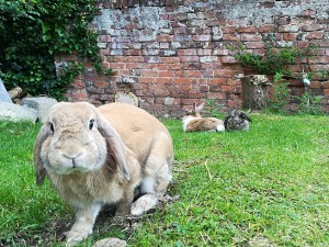 Joe and bunnies