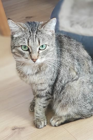elli-kass-kiisu-koduloom-varjupaik-petcity-loomakliinik-arst-euronics-robot-tolmuimeja