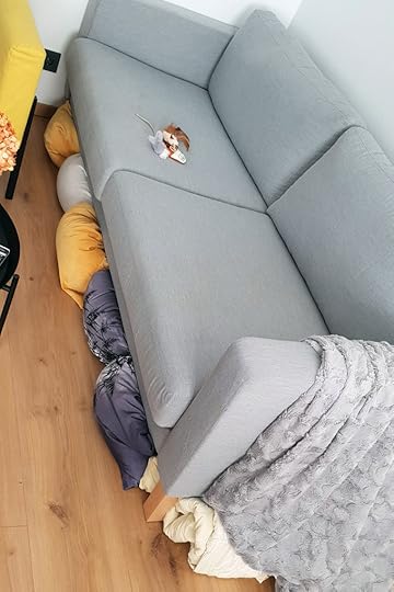 elli-kass-kiisu-koduloom-varjupaik-petcity-loomakliinik-arst-euronics-robot-tolmuimeja