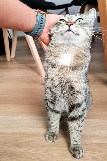 elli-kass-kiisu-koduloom-varjupaik-petcity-loomakliinik-arst-euronics-robot-tolmuimeja